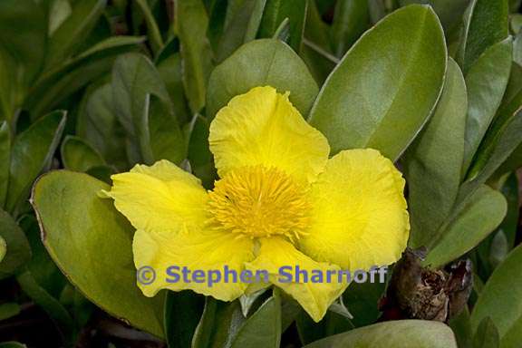 hibbertia scandens 2 graphic